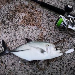 プラグでは無反応、ジャックアイでギンガメアジ