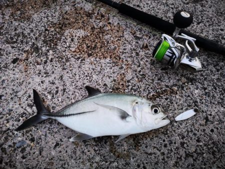 プラグでは無反応、ジャックアイでギンガメア…