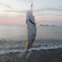 那賀川河口のメッキアジ