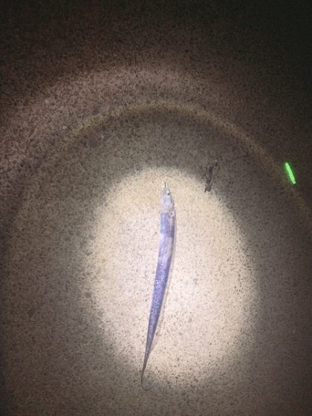 トゥリーフィンガーは持ち帰りも激シブ！