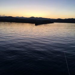 アジ12匹、メッキ1匹