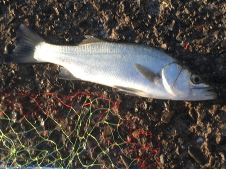 スズキ55㎝、アジ大漁