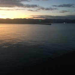 アジ24匹（~26㎝）、ボラ、ガシラ