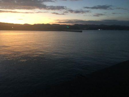 アジ24匹（~26㎝）、ボラ、ガシラ