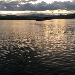 アジ、セイゴ、サバ、タイ