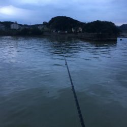 アジ78匹、ボラ1匹（50㎝）