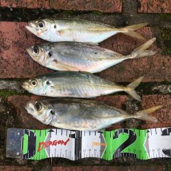 中型アジ4匹、コアジ35匹、メッキ、チャリコ