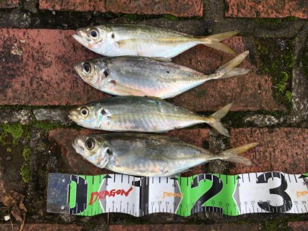 中型アジ4匹、コアジ35匹、メッキ、チャリコ