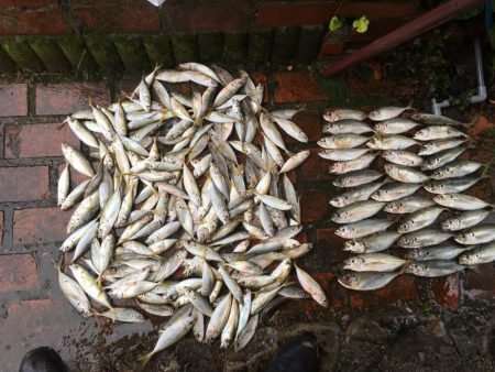 コアジ180匹、中型アジ35匹、コノシロ3…