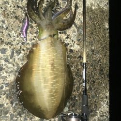 アオリ700オーバーきたで(・x・*)♡