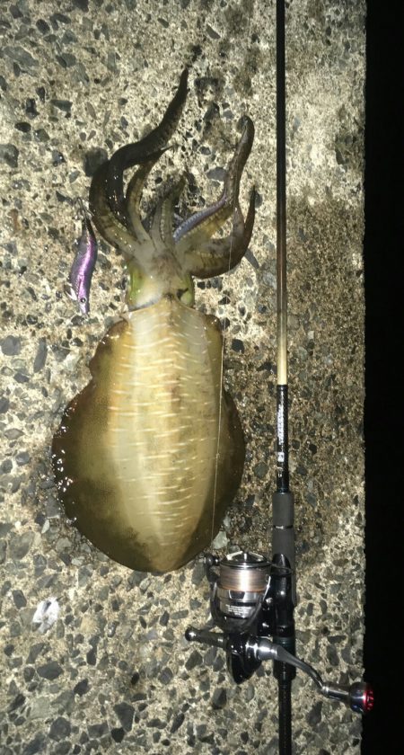 アオリ700オーバーきたで(・x・*)♡