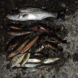 エビ撒きの5目釣り 最後に本命