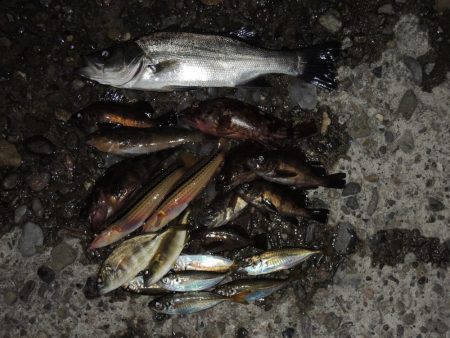 エビ撒きの５目釣り　最後に本命