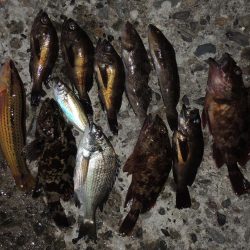 エビ撒き釣り 結局は5目釣りに