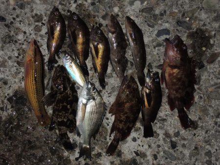 エビ撒き釣り　結局は5目釣りに