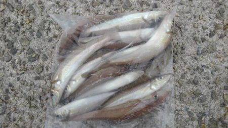 今年はいいサイズ