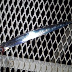 ドラゴン出ました！タチウオ釣行