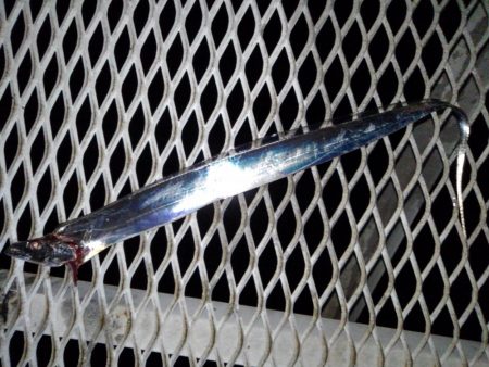 ドラゴン出ました！タチウオ釣行