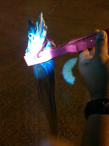 アジング、タチウオ