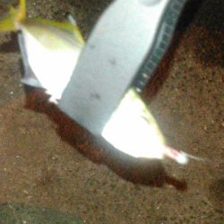 アジング、タチウオ