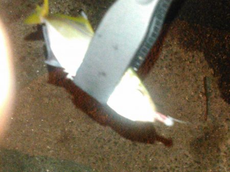 アジング、タチウオ