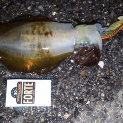 久しぶりのエギング