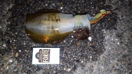 久しぶりのエギング