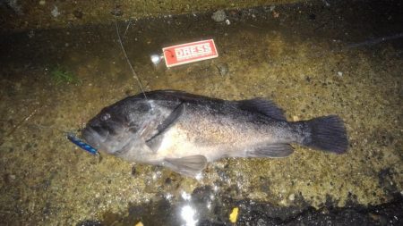 でかっ(。・ω・。)