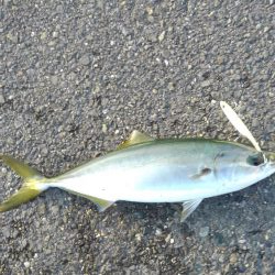 半年振りの魚の引き！