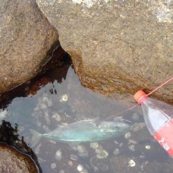 お久しぶりです！ハマチさん