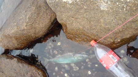 お久しぶりです！ハマチさん