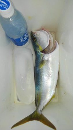 何とか、一匹です!