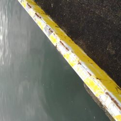 ミノーで一撃！