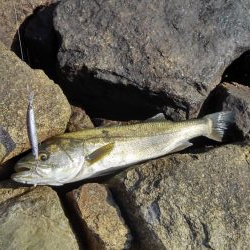 イワシ大量ですが・・・。