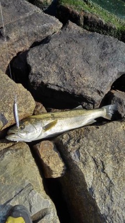 イワシ大量ですが・・・。