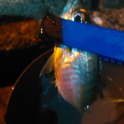 浜名湖　アジング