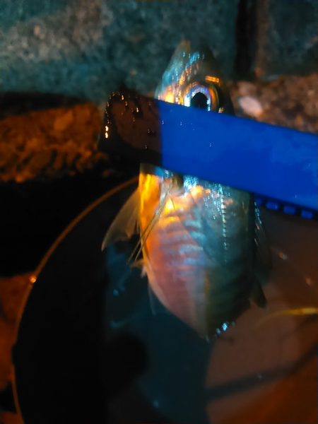 浜名湖　アジング