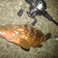 ロックフィッシュ