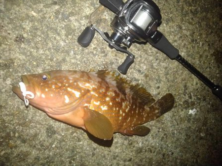 ロックフィッシュ