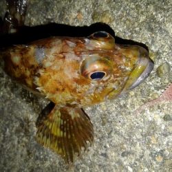 ロックフィッシュ