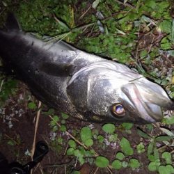 リバーシーバス