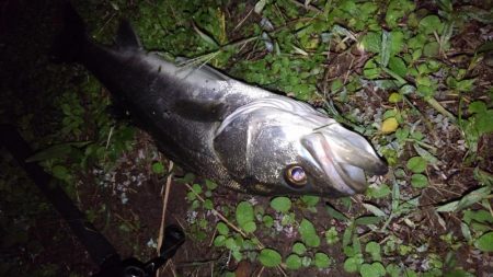 リバーシーバス