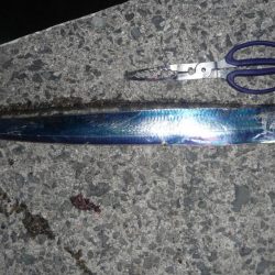 久しぶりのサビキ