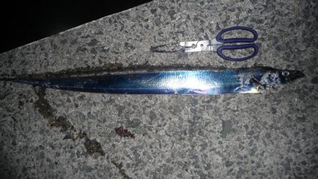 久しぶりのサビキ