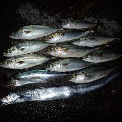 夕方の青物ラッシュ(^^)