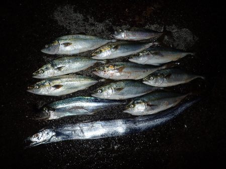 夕方の青物ラッシュ(^^)