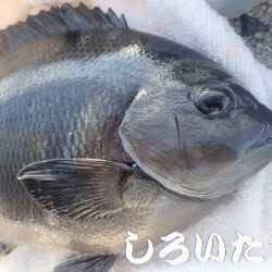 今日はいろいろ釣れた。