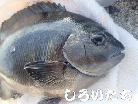 今日はいろいろ釣れた。