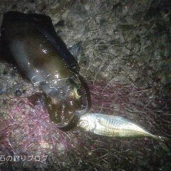 今季初!泳がせでアオリイカゲット!