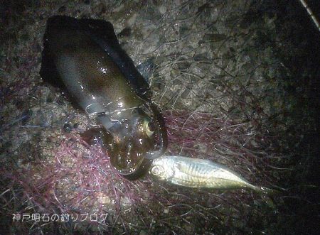 今季初！泳がせでアオリイカゲット！